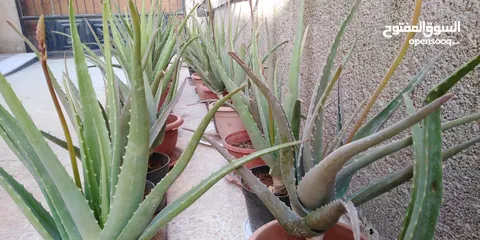  11 صبار الالوفيرا حجم كبير Aloe vera / الوفيرا / ألوفيرا مزهر عمر 3 إلى 4 سنوات