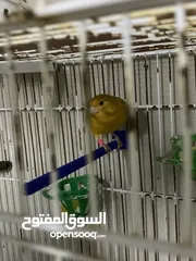  29 طيور كنار للبيع