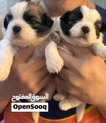  3 Shitzu for sale
