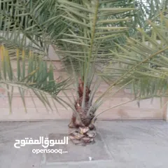  26 لتنظيف النخيل والواشنتونيا والاهتمام بالحدائق والثمار بكافه انواعها