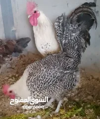  3 متاح ديجين ودجاجه بيركل