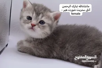  26 سكوتش كيتن فولد وستريت الوان مميزه ليلك ومشمشي وغيرها 15 كيتن