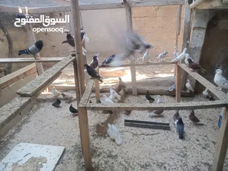  1 حمام بلدي نظيف شغال 100%  ااااااااااااالجوز على 3.5 الله يبارك