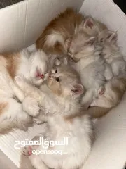  1 كيتن مكس شيرازي وانجورا تركي العمر شهرين  Kitten Shirazi mix Angora, two months old