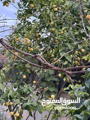  9 منزل مستقل خريبة السوق نافع قرب سوق الخضار المركزي للبيع