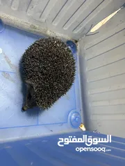  2 قنفذ حجم كبير