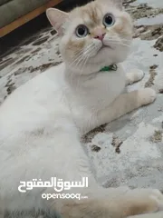  2 ققطط هملايا ذكر ونثى للبيع او للبدل