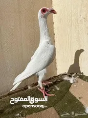  1 مطلوب طيره بغداديه