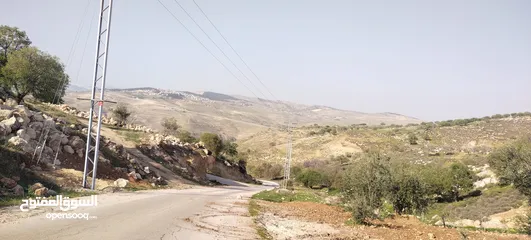  8 العالوك بيرين