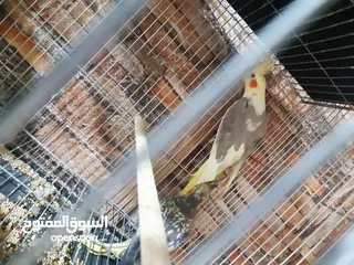  1 كوكتيل للبيع