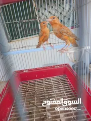  1 فحل كرزي ومخلفين مشمشيات قرميديات