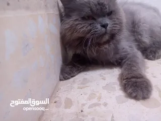  3 قط للبيع بسعر مناسب