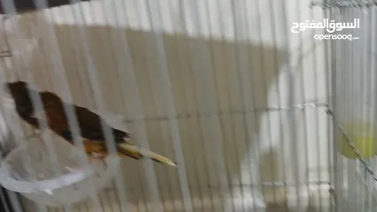  3 جواز كنار شغالة اقرأ الوصف