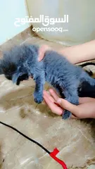  5 كلب بيت بول ذكر للبيع يوجد انثه  مطيعه ....... كلب ذكر روت ويلر
