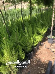  6 مشاتل الاندلس لانتاج وبيع جميع انواع الاشجار البلديه والمستوردة