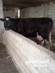  1 بقره للبيع