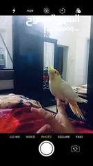  2 ببغاء زق يدوي  كوكتيل
