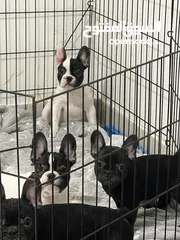  3 French bulldog puppies