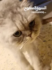  15 قطه هملايا انثى