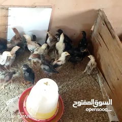  1 صوص باكستاني