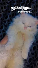  2 قط شانشيلا الليف جدا حنون العمر شهرين