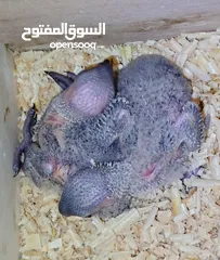  5 للزق اليدوي فراخ لوري رينبو قوس قزح العمر 17 يوم