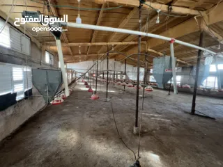  9 مشروع دواجن متكامل وجاهز للإنتاج – ليس مجرد أرض