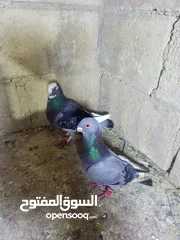  3 الحمام البيع في السلط