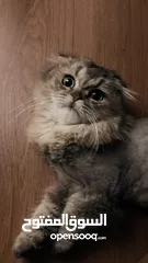  10 قطط سكوتش فولد  Scottish fold
