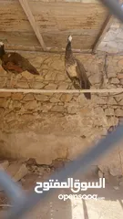  2 ذكر طاووس وجوز اناثي