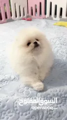  5 الأفضل فقط : ‏Pomeranian