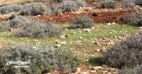  1 ارض في بيت جالا السدر للبيع معها رخصة بناء اسكان جاهزة 870 متر