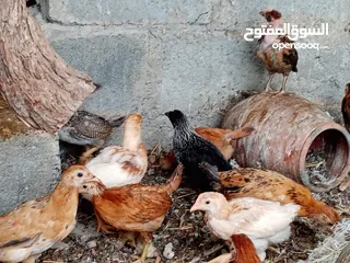  3 للبيع دجاج عماني سعر الحبه ريال