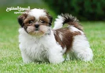  1 جراوه شيتزو حجم صغير ماكبر