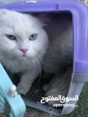  2 قط شيرازي كبيرر جميل جدآ مع بيت للبيع