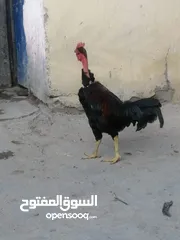  3 سلام عليكم