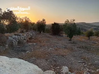  4 ارضـ مزروعـة زيـتـونـ للـبـيـعـ فيـ صـوريـفـ