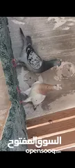  6 تفاصيل بالوصف
