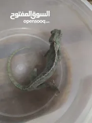  3 حرباي للبيع