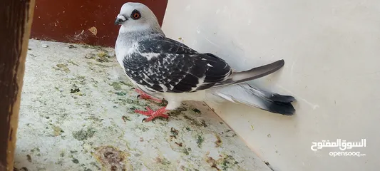  6 حمام للبيع
