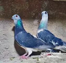  5 بسم الله الرحمن الرحيم   متاح بالصلاة على النبي   مسود قراقطه شامي   مطوق احمر   مطوق اسود   عنابي ا