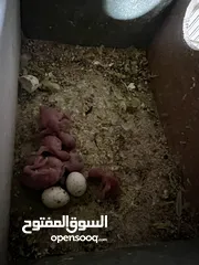  2 عصافير حب للبيع