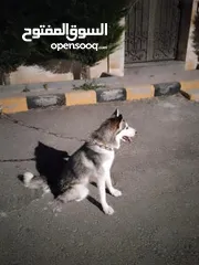  5 60 دينار اردني