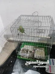  3 جوز روز وجبة دره