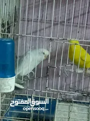  3 تشكيله عصافير العنوان مخيم حطين اشي تحتيه بيض وشي تحتيه زغاليل