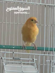  4 ذكر كنار تغريد ناااااارر