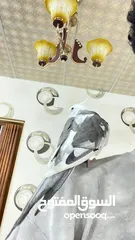  4 كروان على السوم