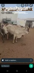  3 Top Live Somali cows