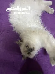  1 هملايا عمر 5 اشهر