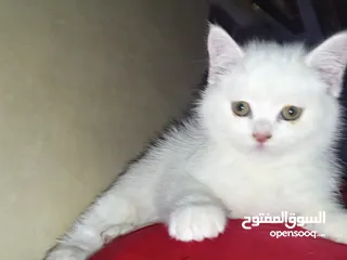  6 قطه كتن بيبي 3 شهور ابيض   و قطة سيامي و قط شوكلت   وبصحه ممتازه ماخذه المطاعيم قطة مداعبة هملايا